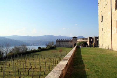 Vineyard at La Rocca