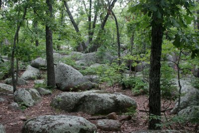 Wooded Area of Park