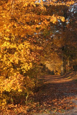 Fall at Land Between the Lakes