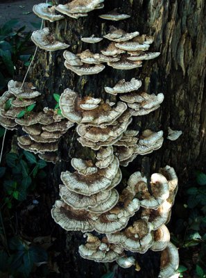 Oyster Fungus