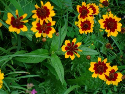 Coreopsis