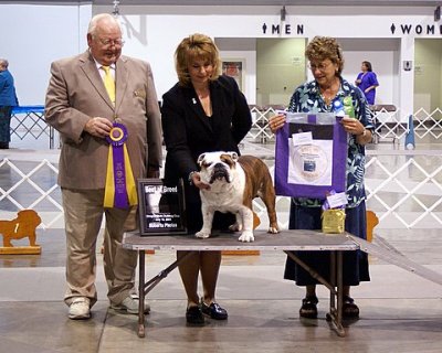 Best of Breed #120 Oregon State Bulldog Club, Best in Specialty Show 07/18/2008