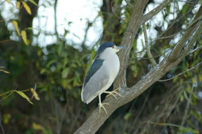 Black Crowned Night Heron 138.jpg