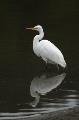 Egret  plain stand SL010Feb 2005 copy.jpg