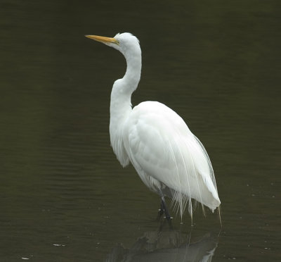 Egret SL007Feb 2005 copy.jpg