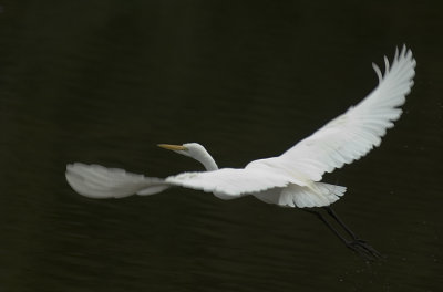 Egret fly text canvas SL017Feb 2005 copy.jpg
