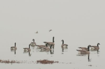 Geese Doran Beach copy.jpg