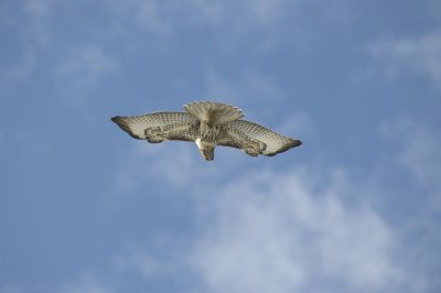 Hawk Brendan  053 copy.jpg
