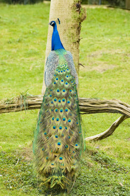 Peacock SF Zoo 0067Feb 06 copy.jpg
