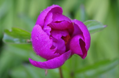Peonie 4 08 070 copy.jpg