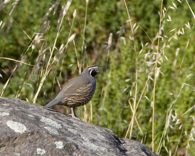 Quail Spring Lake copy.jpg