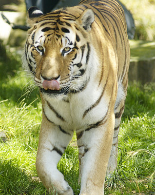 Tiger SF Zoo copy.jpg