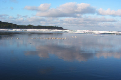 Tofino Vancouver Island Birds copy.jpg