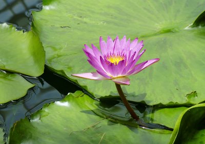 Water lily sf conserv072 copy.jpg