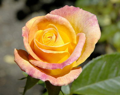 Yellow rose 8X10 copy.jpg