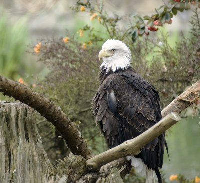 eagle 0006Feb 06 copy.jpg