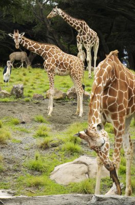giraffes SF Zoo copy.jpg