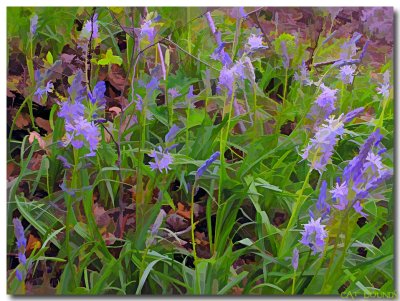 Hyacinths-for-the-Soul.jpg