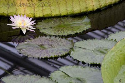 Water lily