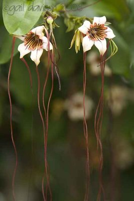 Flower with dangly bits