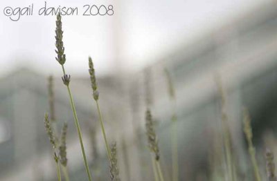 More Lavender