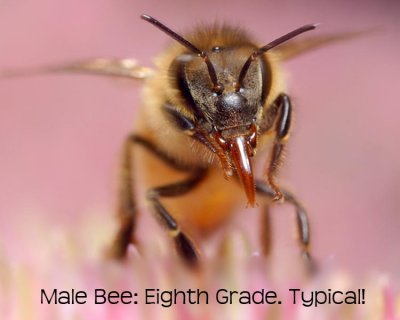 Male Bee