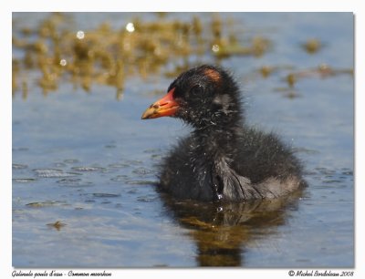 Galinule poule d'eau  Common moorhen