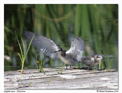 Guifette noire  Black tern