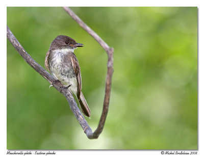 Moucherolle phbi - Eastern phoebe