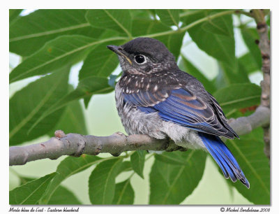 Merle bleu de l'est  Eastern bluebird