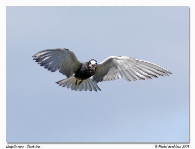 Guifette noire - Black tern