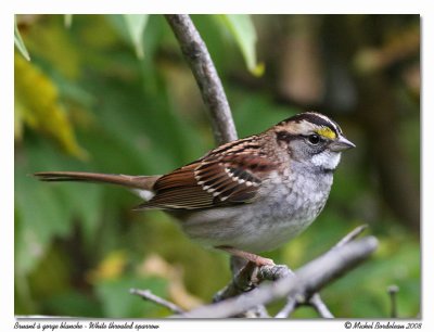 Bruant  gorge blanche  White throated sparrow