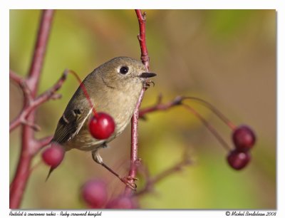 Roitelet  couronne rubis  Ruby crowned kinglet