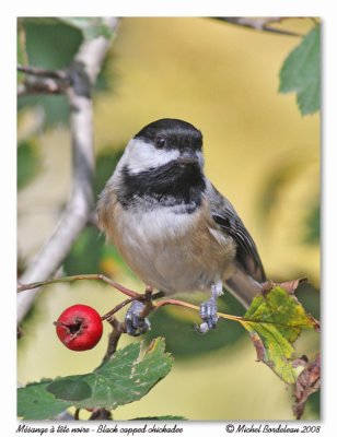 Msange  tte noire  Black capped chickadee