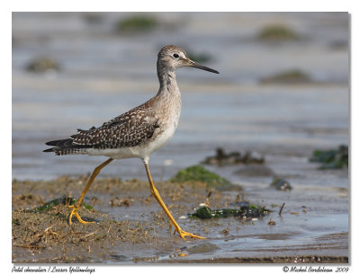 Petit chevalier  Lesser Yellowlegs