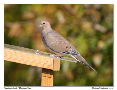 Tourterelle triste  Mourning dove