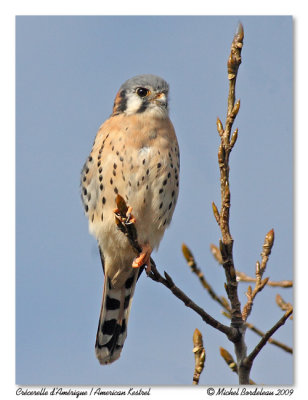 Crécerelle d'Amérique American Kestrel