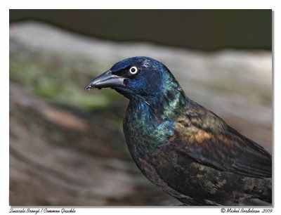 Quiscale bronz  Common grackle