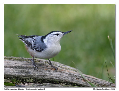 Sittelle  poitrine blanche  White-breasted Nuthatch