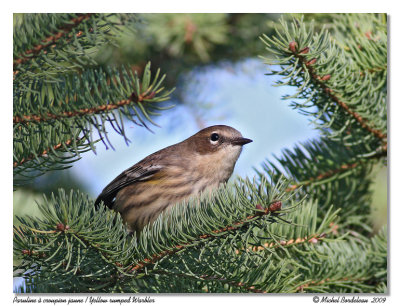 Paruline  croupion jaune  Yellow rumped warbler
