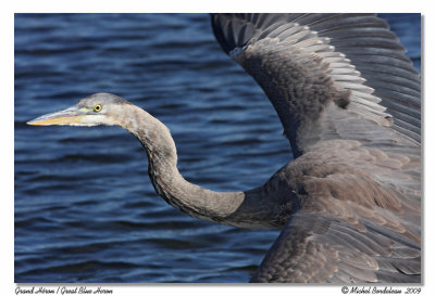 Grand Hron  Great Blue Heron