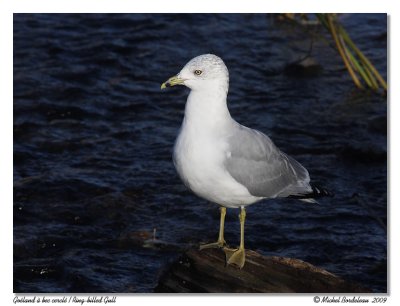 Goland  bec cercl  Ring-billed Gull