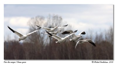 Oies des neiges  Snow geese