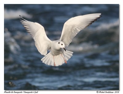 Mouette de Bonaparte Bonaparte's Gull