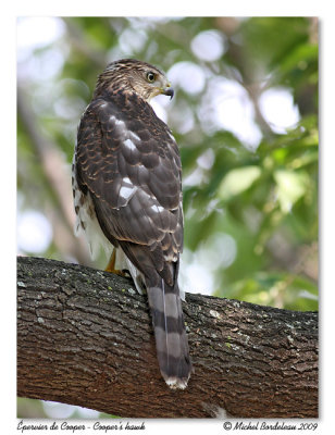 pervier de Cooper  Cooper's hawk