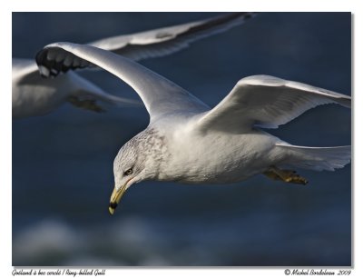 Goland  bec cercl  Ring-billed Gull