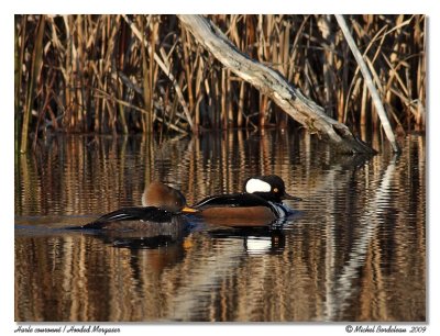 Harle couronn  Hooded Merganser