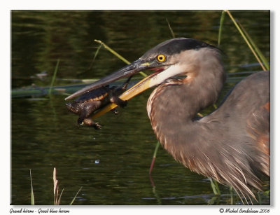 Grand hron  Great blue heron