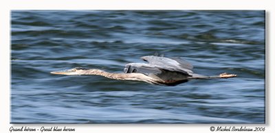 Grand hron  Great blue heron