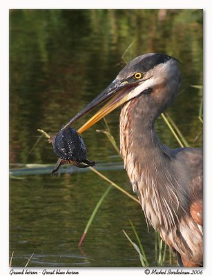 Grand hron - Great blue heron